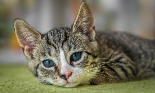 猫藓 达克宁 没效果网 - 网站提供猫癣用达克宁能治好吗小常识、达克宁对猫有毒吗